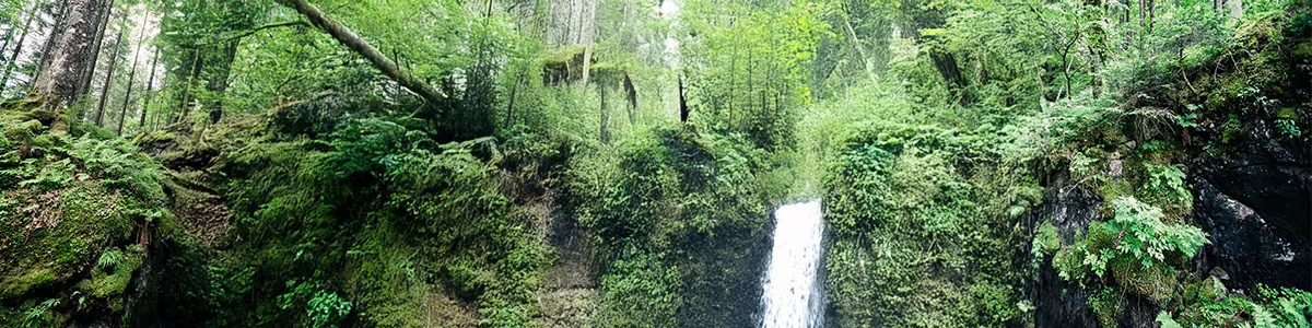 Wald